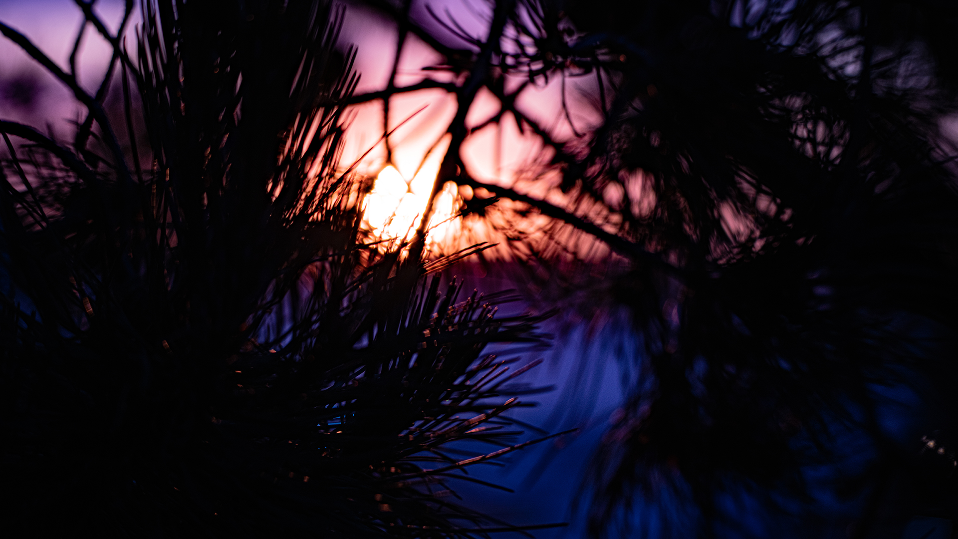 - Sunset Pines -